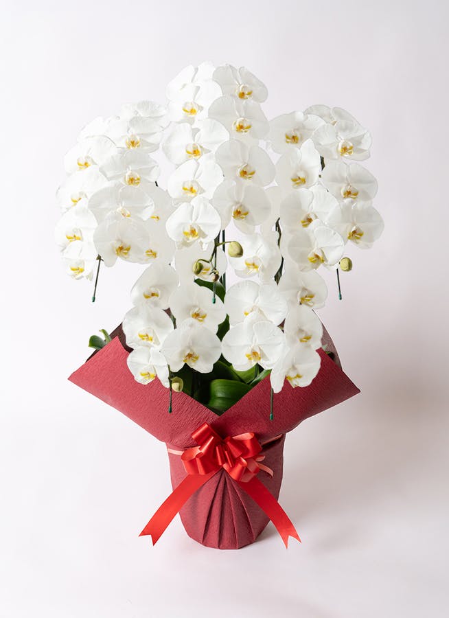 5本立ちの胡蝶蘭の通販 | HitoHana（ひとはな）