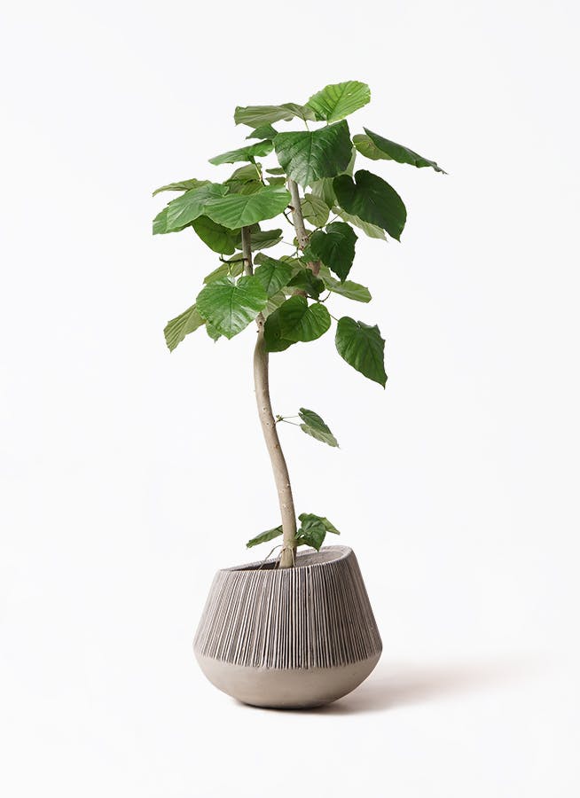 観葉植物 フィカス ウンベラータ 8号 曲り エディラウンド グレイ 付き