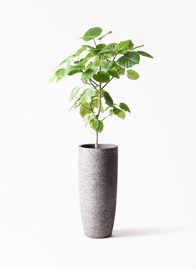 観葉植物 フィカス ウンベラータ 8号 ノーマル エコストーントール