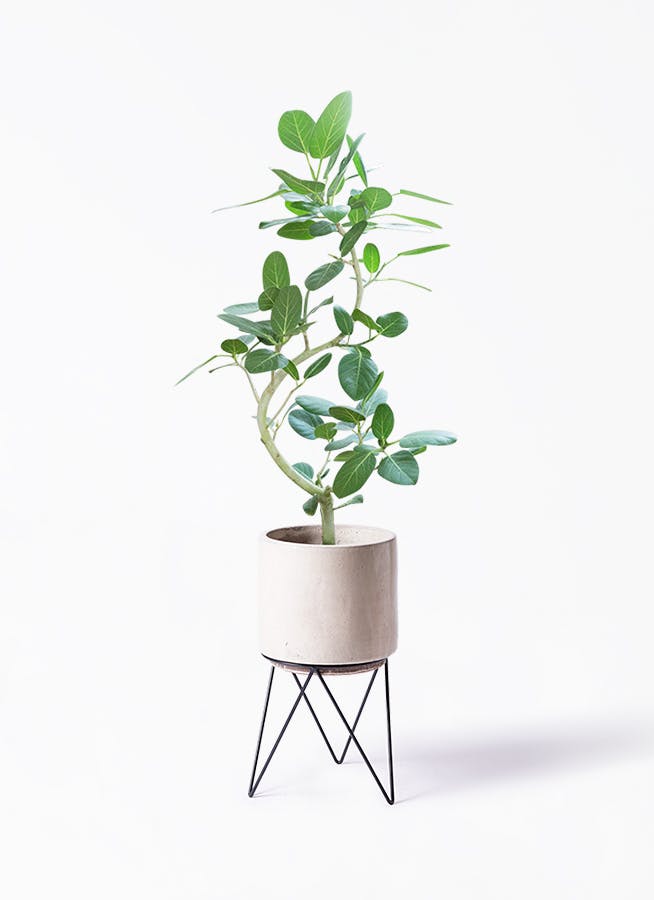 フィカス ベンガレンシス 8号 | 観葉植物通販 Hitohana（ひとはな）