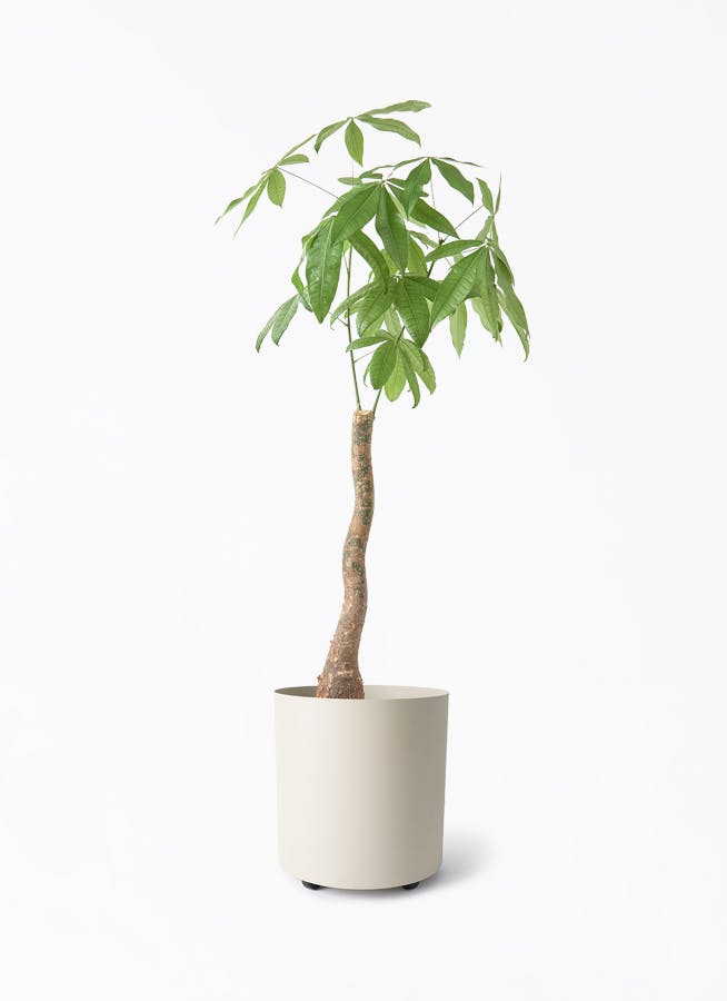 観葉植物 フィカス ベンガレンシス 8号 曲り 極太 フェルム シリンダー