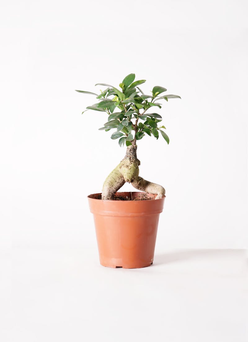 観葉植物 ガジュマル 4号 プラスチック鉢 | 観葉植物ならHitoHana(ひと