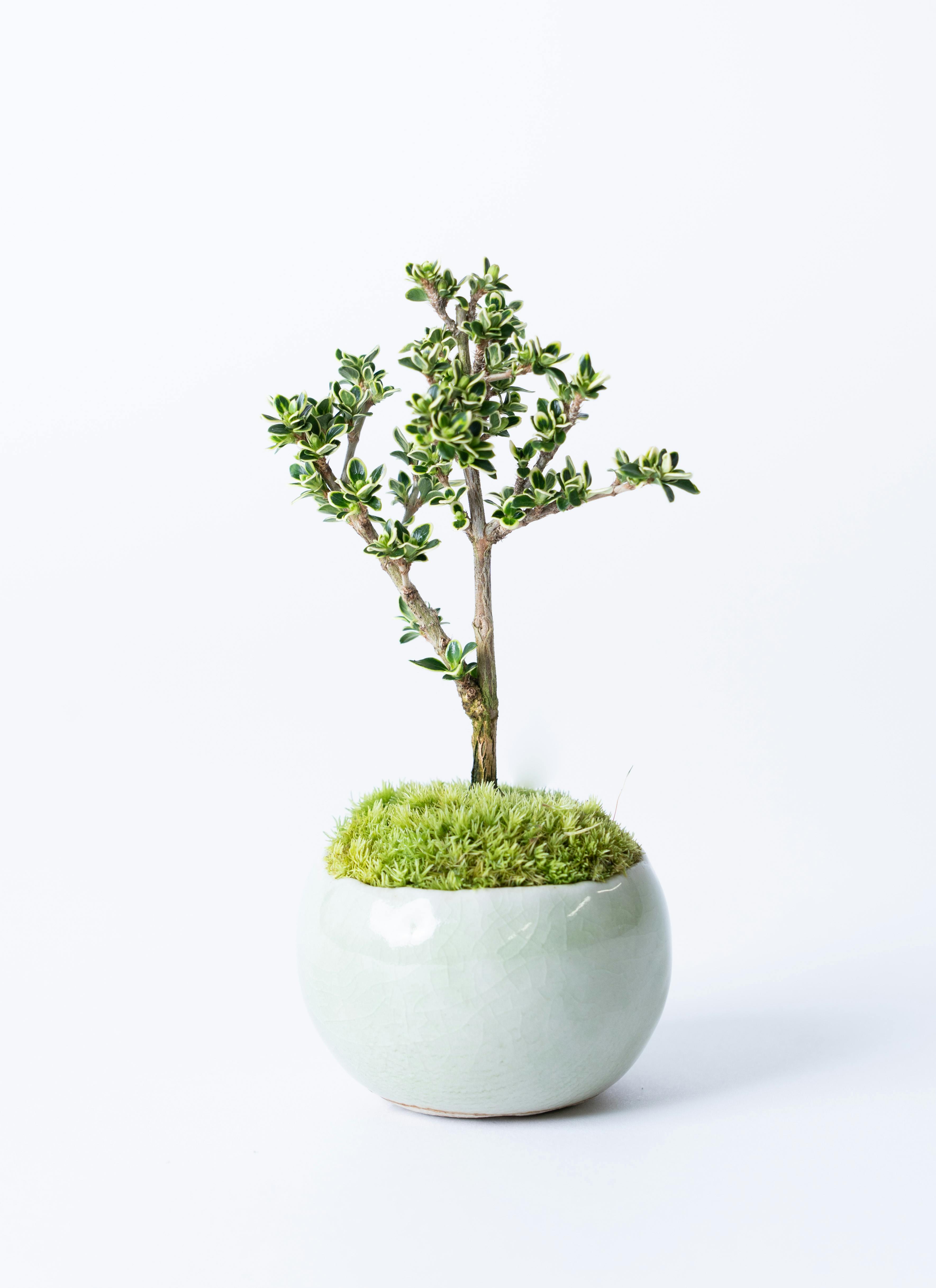 盆栽鉢 桑津香石 植木鉢 落款印 鳥 山野草 大きめ 四角形 ミニ盆栽鉢