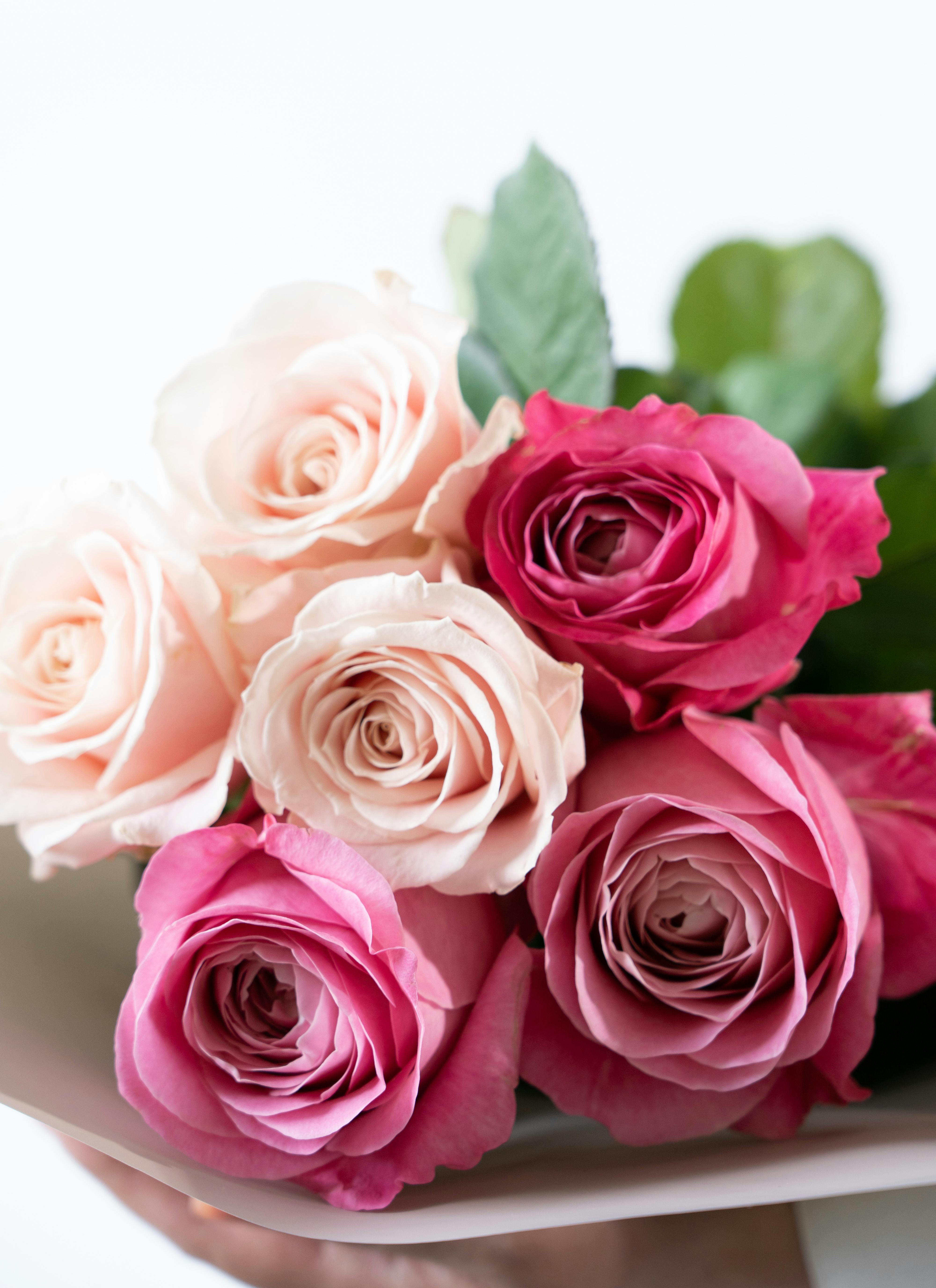 産地直送 バラ ピンク 6本束 ／滋賀 國枝バラ園からお届け | 花束なら