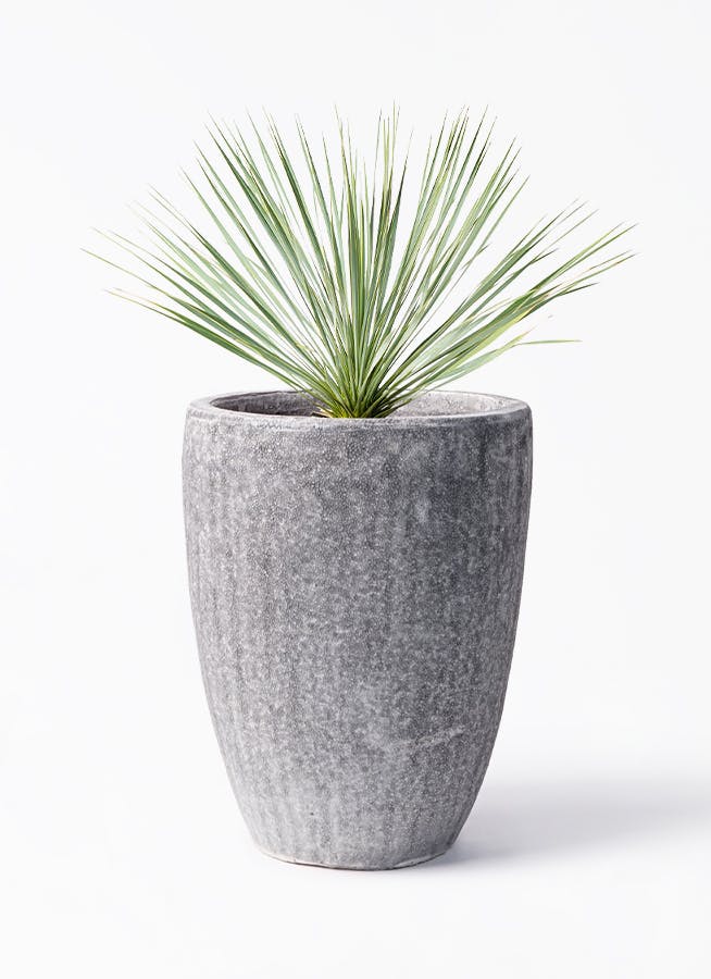 ユッカ ロストラータ | HitoHana（ひとはな）