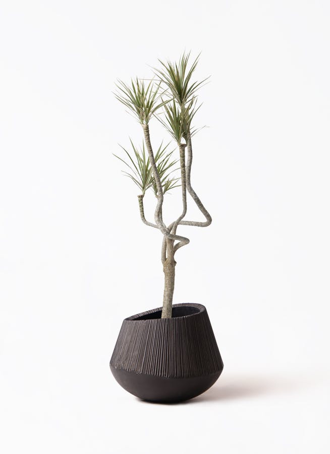 観葉植物 シュロチク（棕櫚竹） 8号 エディラウンド 黒 付き | 観葉