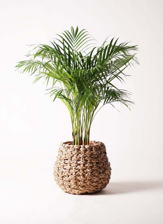 観葉植物 アレカヤシ 8号 ラッシュバスケット Natural 付き | 観葉植物