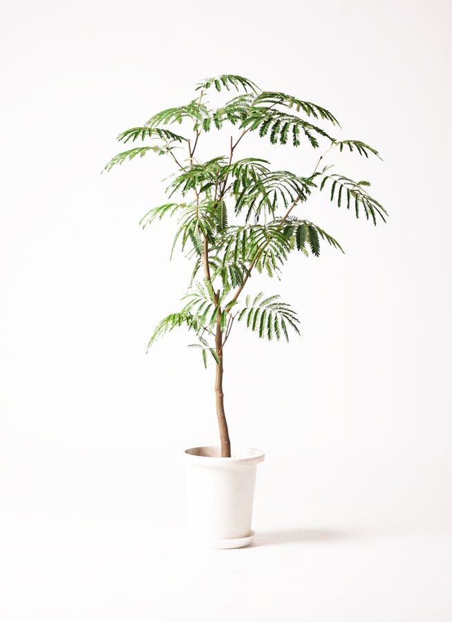 観葉植物 エバーフレッシュ 8号 ボサ造り プラスチック鉢 | 観葉植物