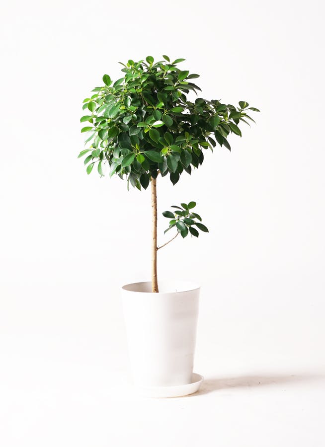観葉植物 フィカス ナナ 7号 プラスチック鉢 | 観葉植物ならHitoHana