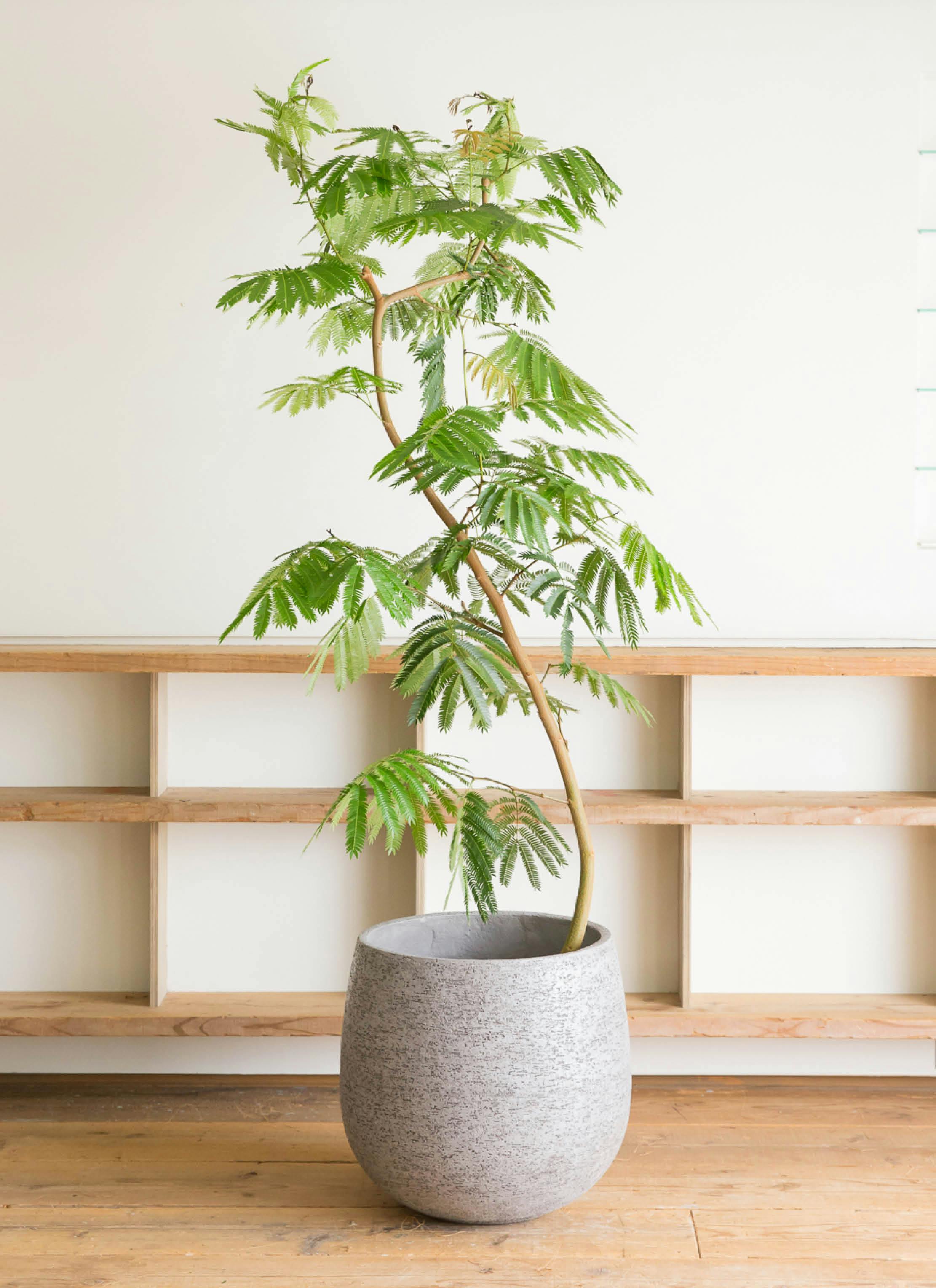 観葉植物 エバーフレッシュ 10号 曲り エコストーンGray 付き | 観葉