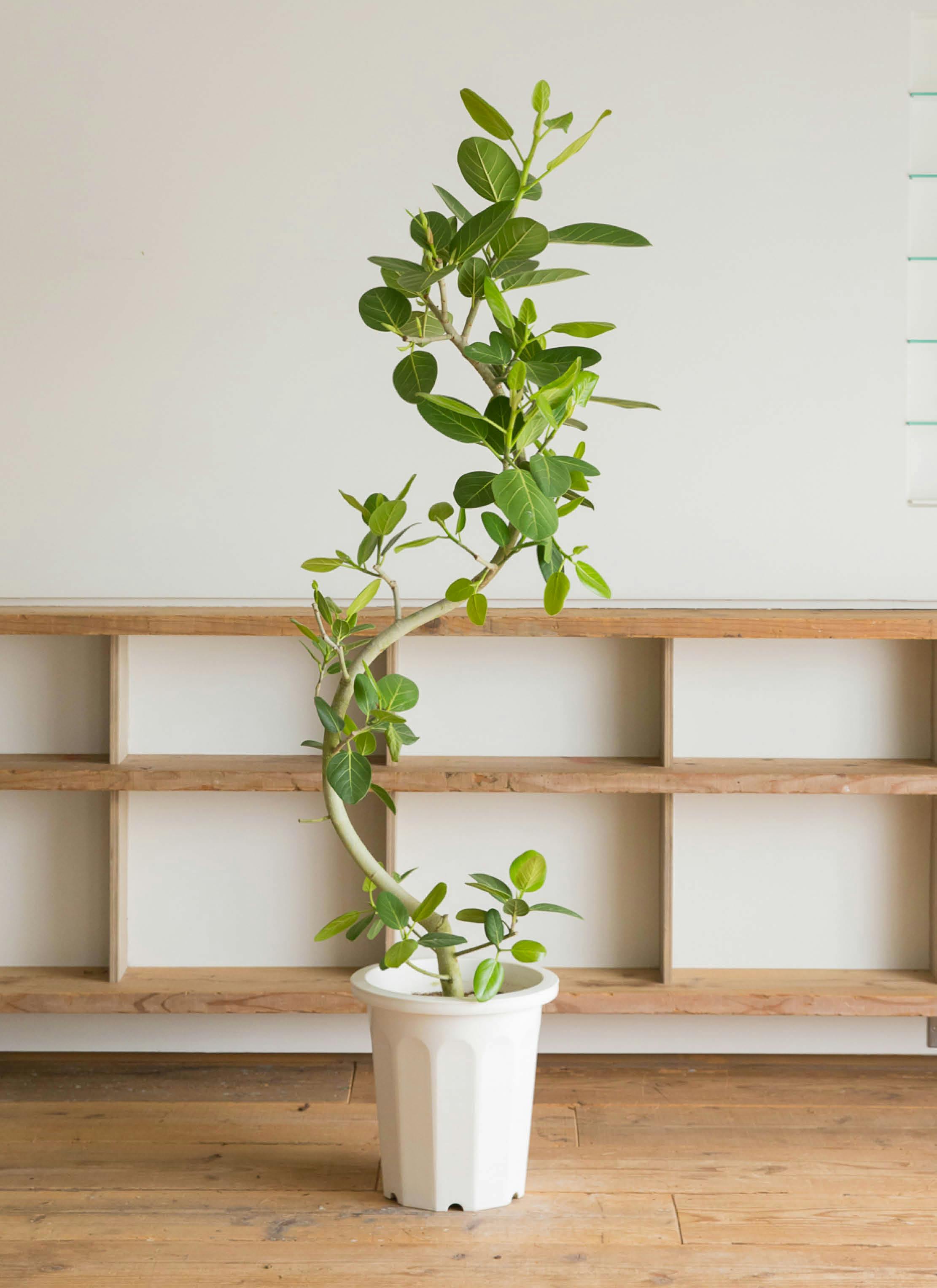 観葉植物 フィカス ベンガレンシス 10号 曲り エコストーンGray 付き