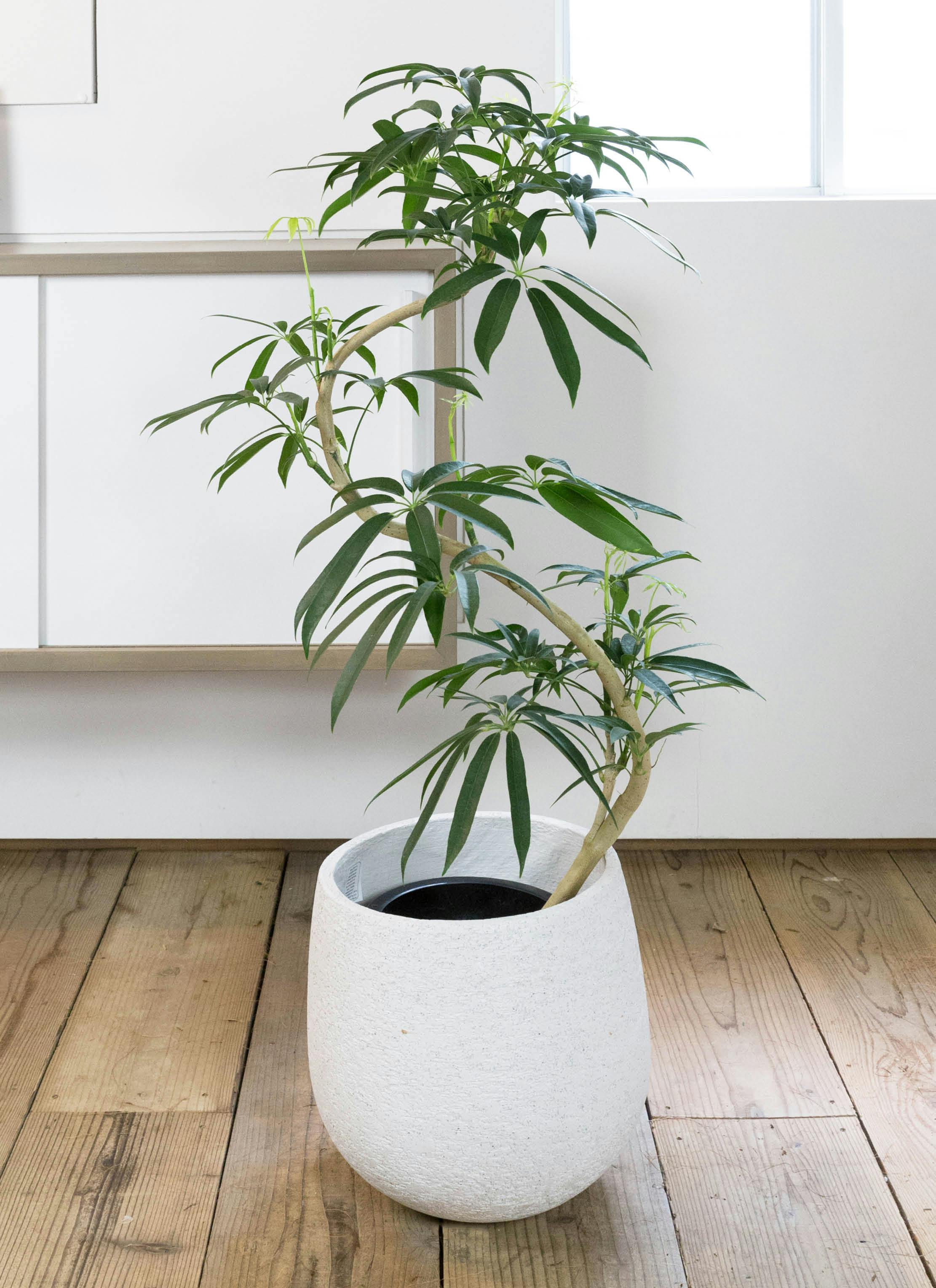 観葉植物 シェフレラ アンガスティフォリア 8号 曲り エコストーン