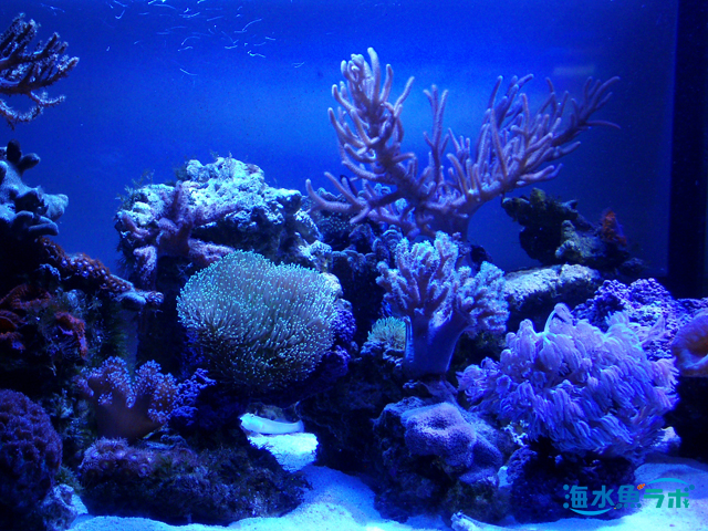 ソフトコーラルの飼育方法～初心者向きの種類や必要な添加剤まとめ