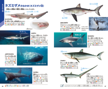 学研の図鑑LIVE（ライブ）ポケット『魚 新版』 ｜ 学研出版サイト