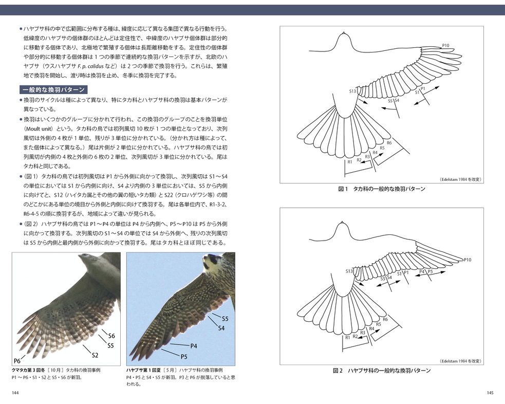 識別ガイド 日本の猛禽類 タカ・ハヤブサ類＞ 入荷しました！: 営業日