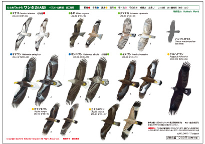 ひとめでわかるワシタカ識別シート（2枚組）」在庫限りです！: 営業日