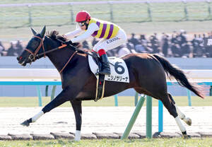 注目馬動向】新馬戦を5馬身差で圧勝したニシノサリーナはクイーンCへ