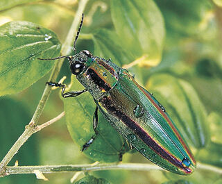 きらびやかな光沢で魅了 ヤマトタマムシ 石川県ふれあい昆虫館（白山市