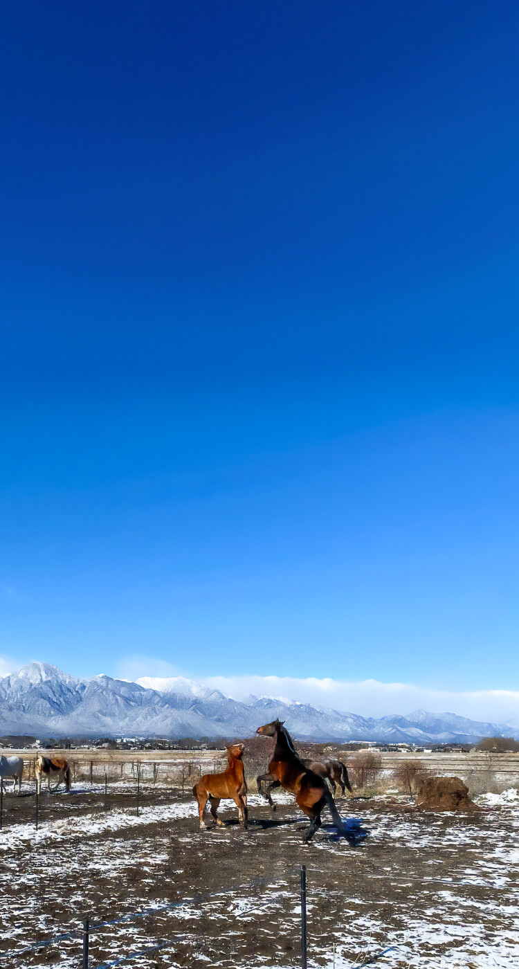 乗馬体験 | ホースランド安曇野 | 安曇野市