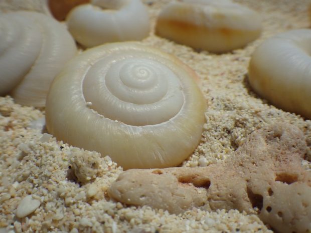 小笠原諸島の南島の化石「ヒロベソカタマイマイ」(Hirobesokatamaimai