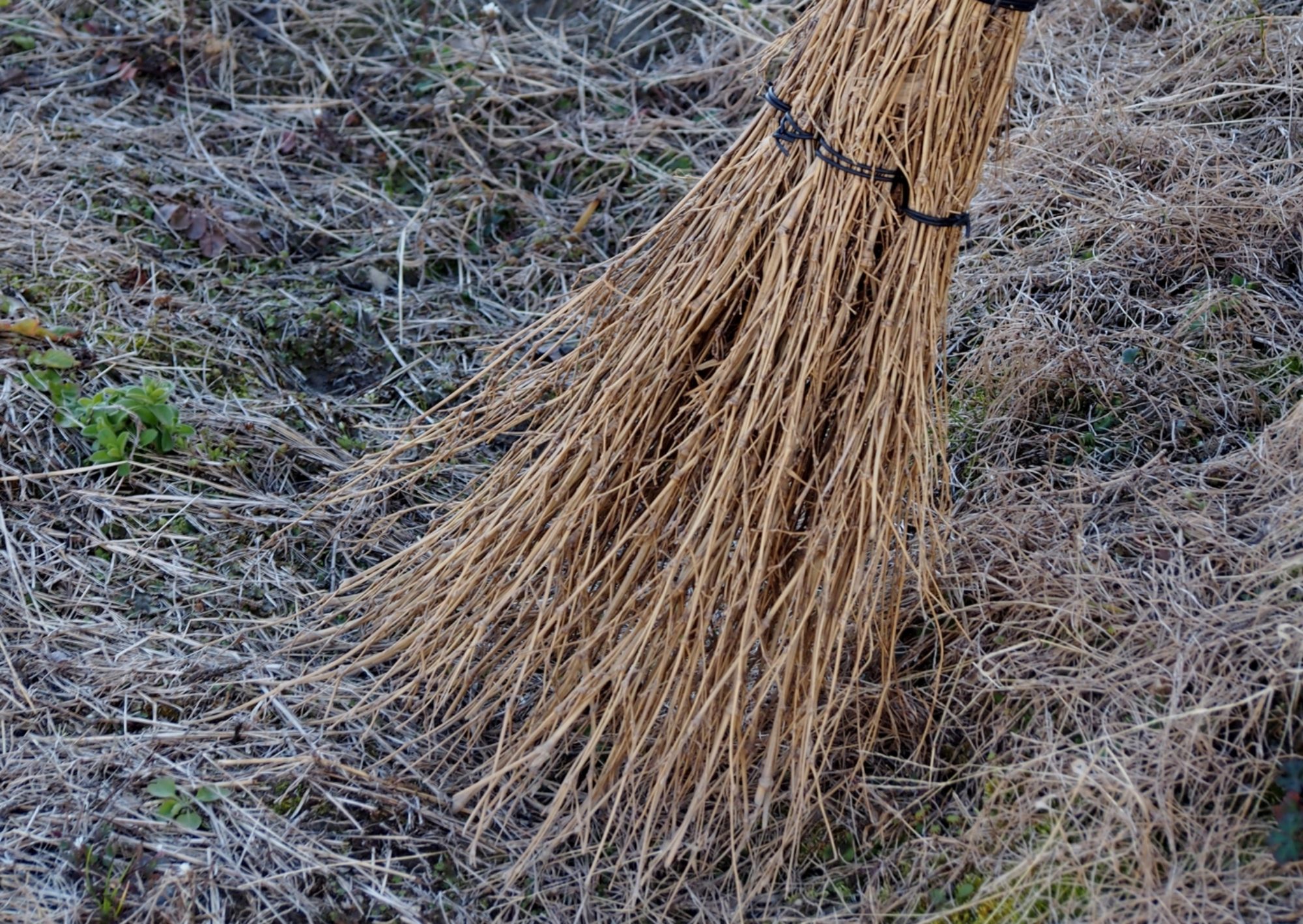 春日井建『未青年』を読む | 帚