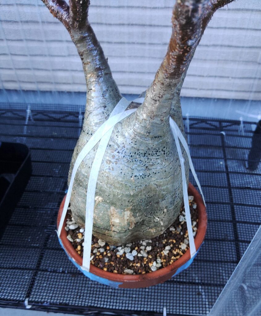 育成方法】グラキリスの現地球、実生を太らせる育て方の解説と考察