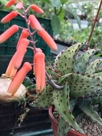Aloe castilloniae (2023) - Henry Shaw Cactus and Succulent Society