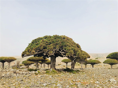 Preserving the Perishing Endangered Natural Biodiversity of