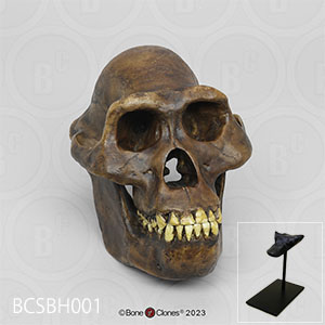 アウストラロピテクス・アファレンシス頭蓋骨模型（スタンド付