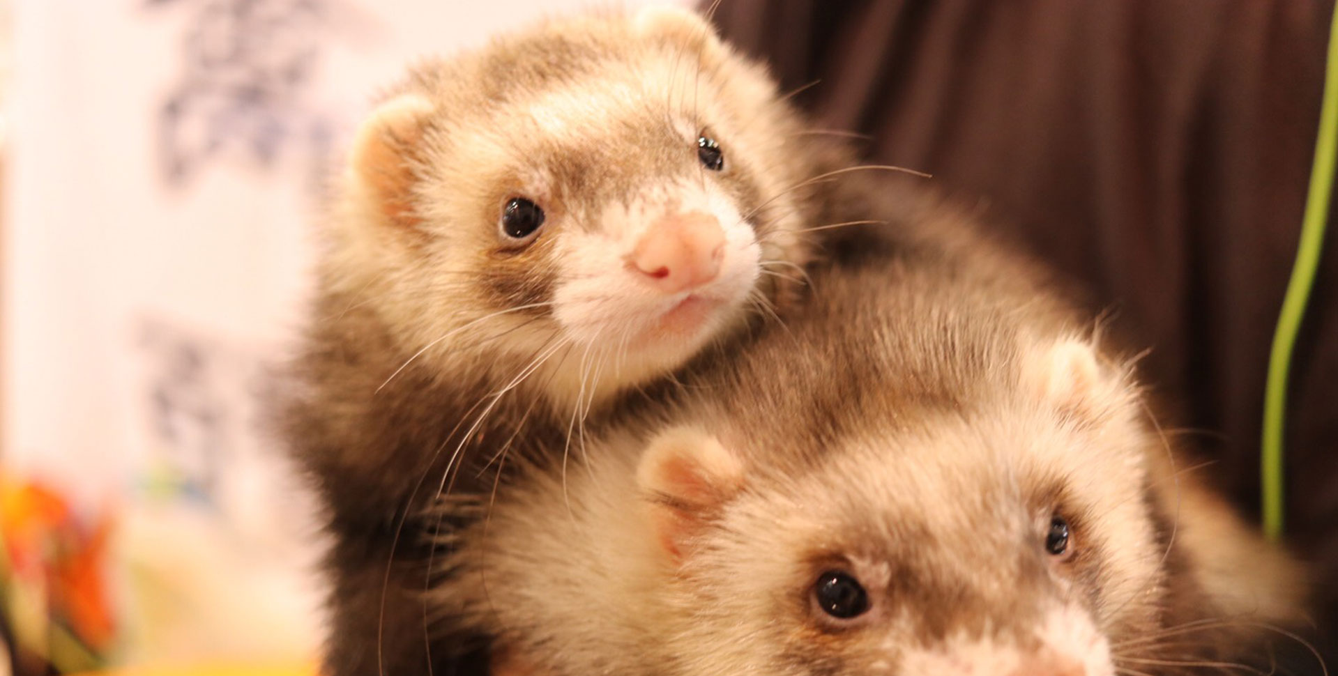 猛禽用移動ケージ Lサイズ