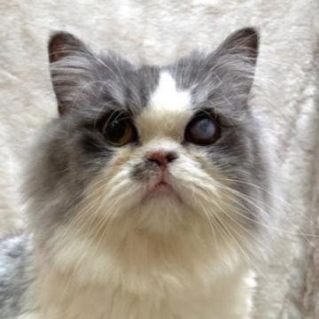 保護活動者：しあわせにゃんこ(東京都江戸川区)｜ハグー -みんなの