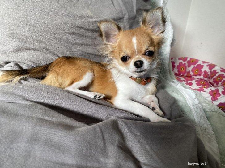 犬の里親募集】大阪府・チワワ(ロング)・かわいくてエネルギッシュ