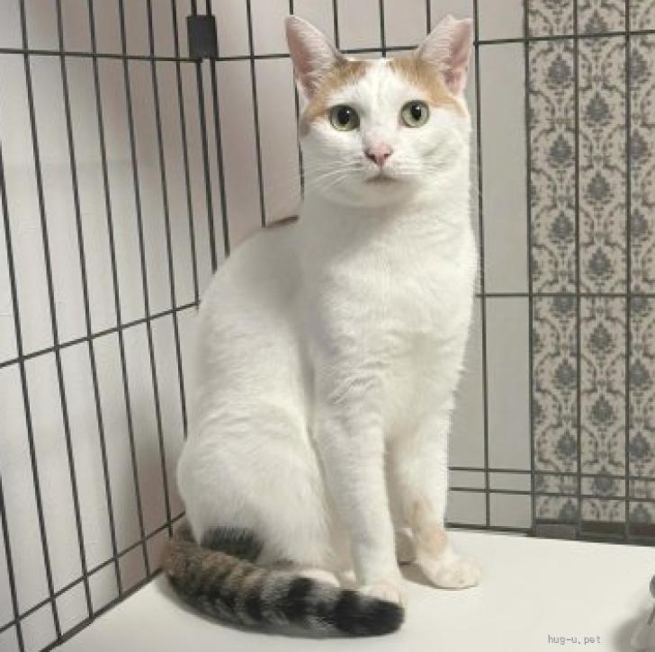 猫の里親募集】千葉県・雑種・白多めの三毛猫🌺ふくちゃん（ID:2307