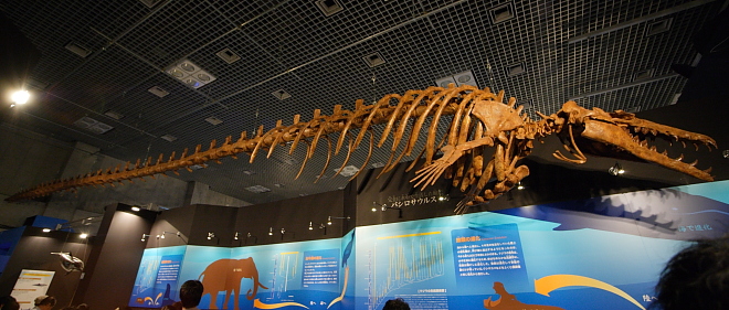 多様性生物希少標本ネットワーク ”a specimen room 標本室”