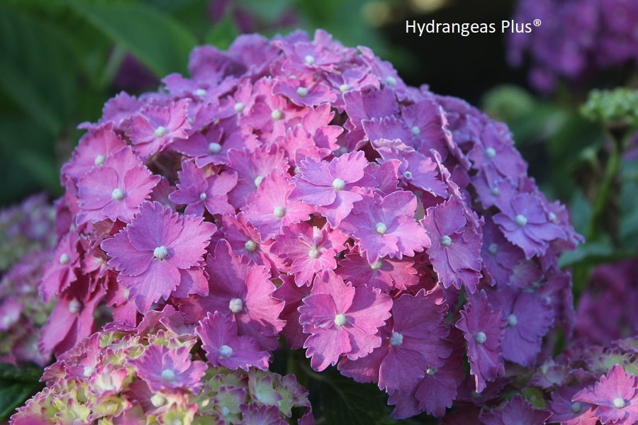 Hydrangea Macrophylla Parzifal – Hydrangeas Plus
