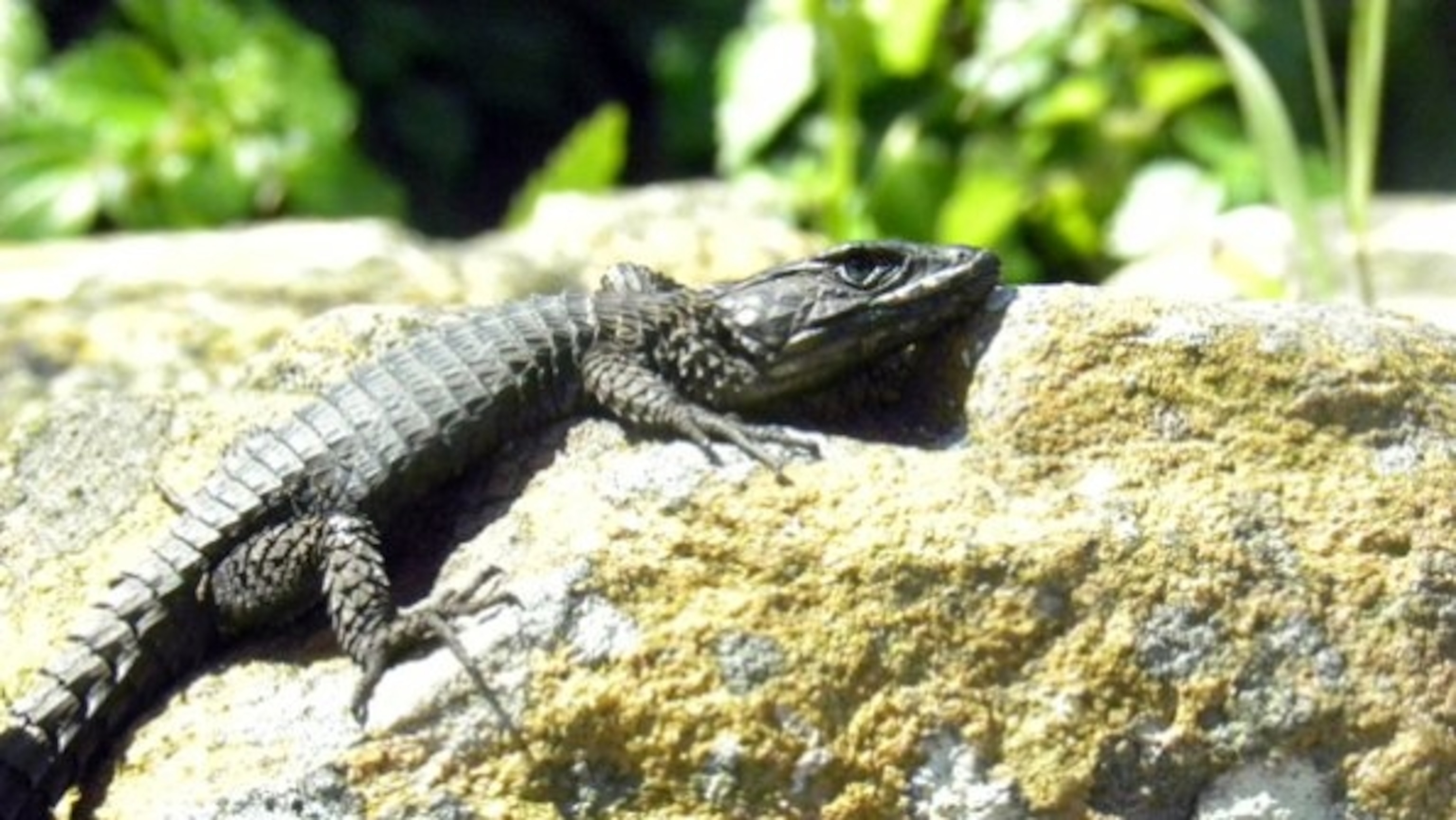 blackgirdledlizard2_595.jpg