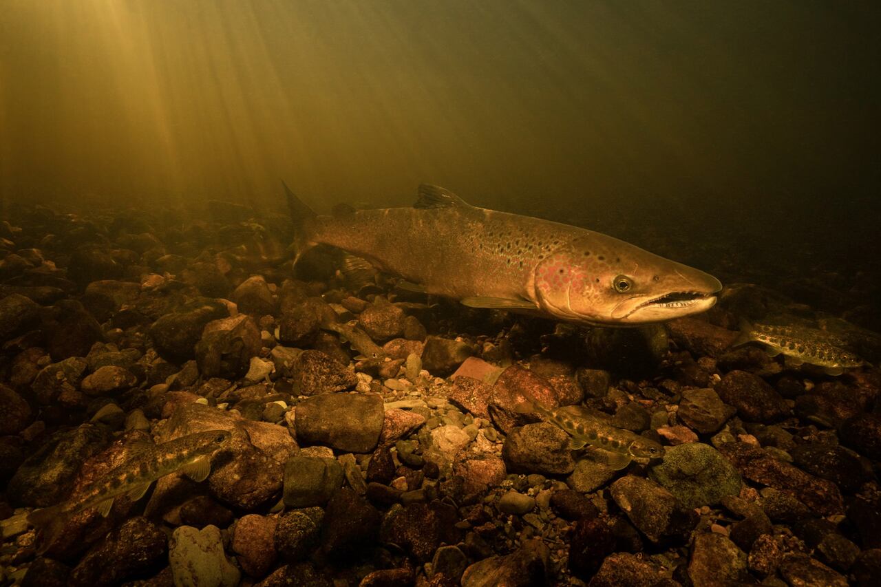 Photographers capture 'intimate' footage of spawning salmon near