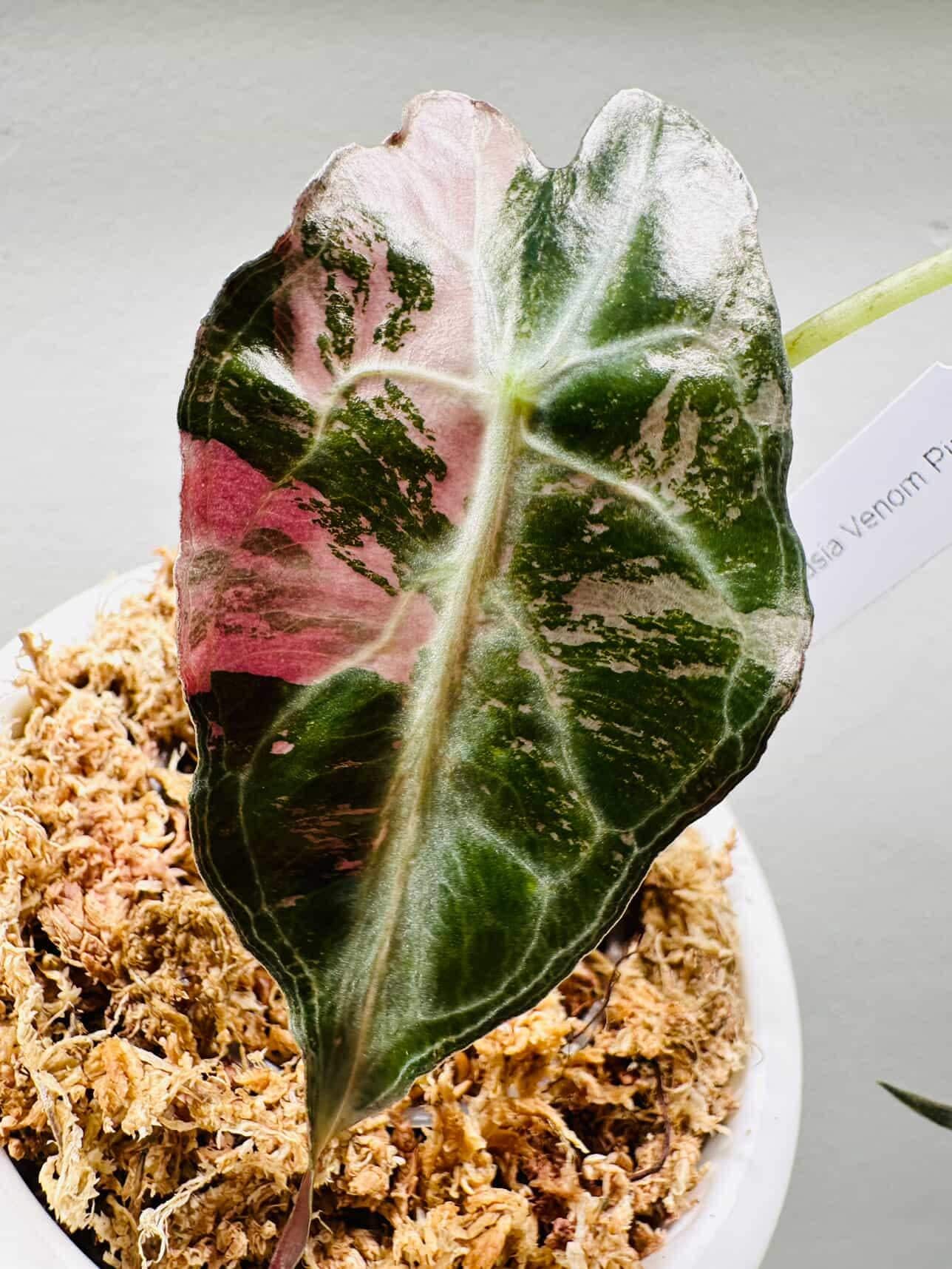 希少】アロカシア ワトソニアナ 斑入り ピンク オーレア 実生 激レア a