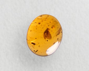 ビルマ産琥珀に含まれる希少な鳥類の羽毛の化石 - Etsy 日本