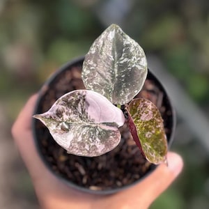Alocasia cuprea pink - Etsy 日本