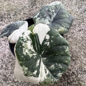 Variegated alocasia melo - Etsy 日本