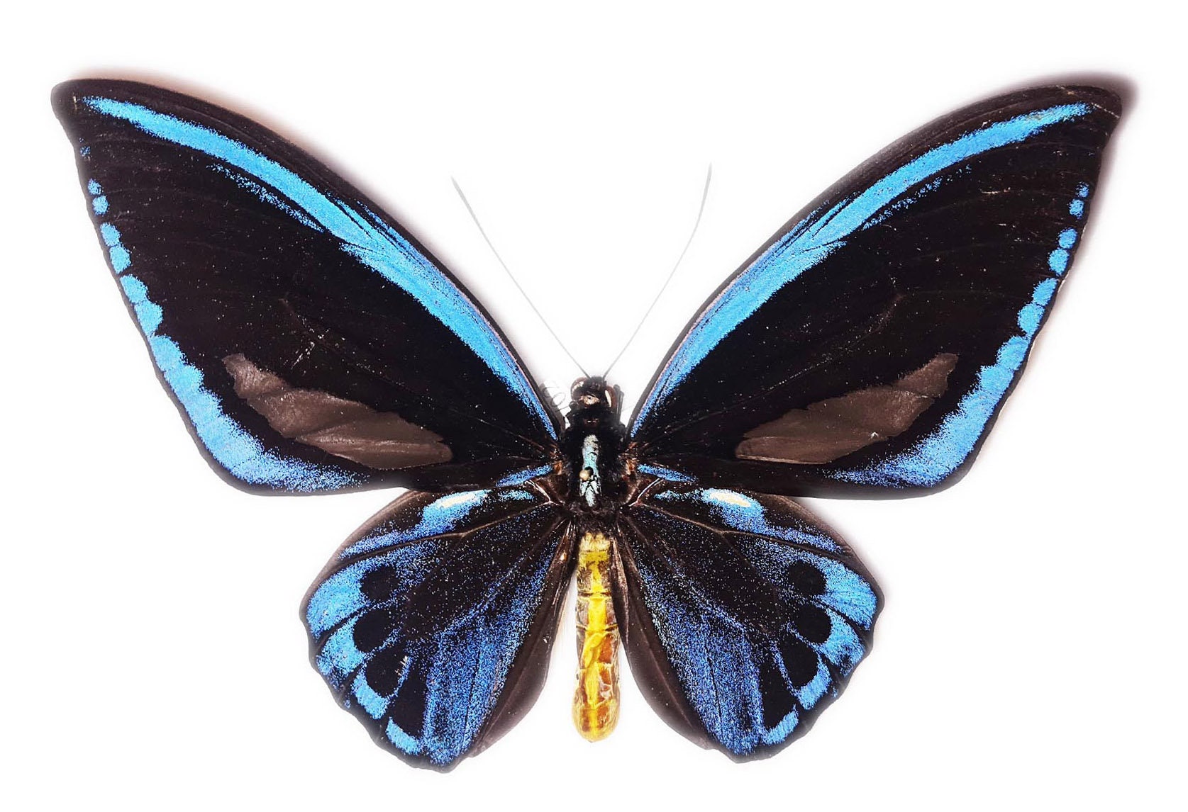 Priam's Blue Birdwing, Ornithoptera Priamus Urvillianus, Real