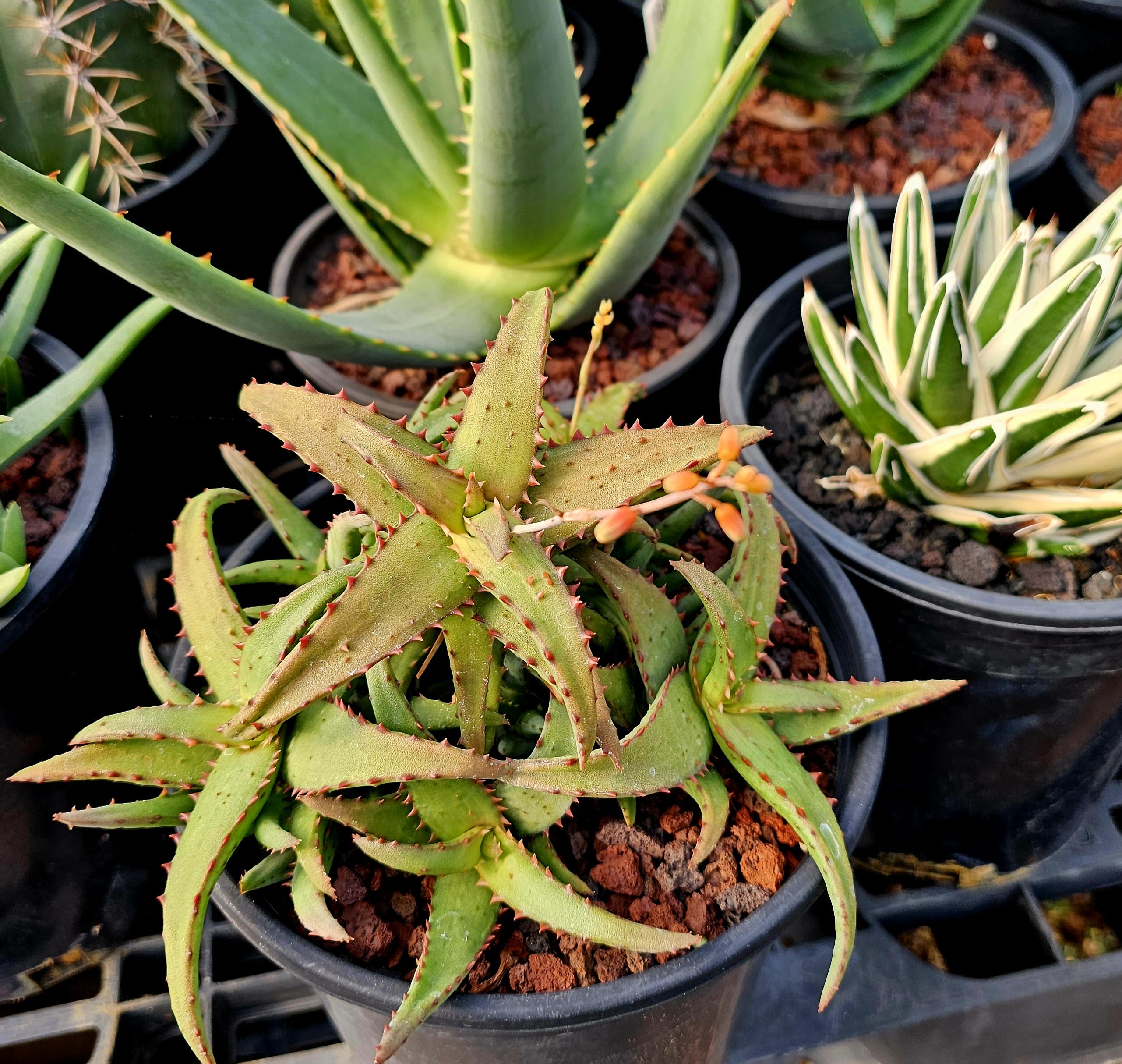 Lg.1g Rare Dwarf Aloe Castilloniae: Madagascar Succulent. - Etsy