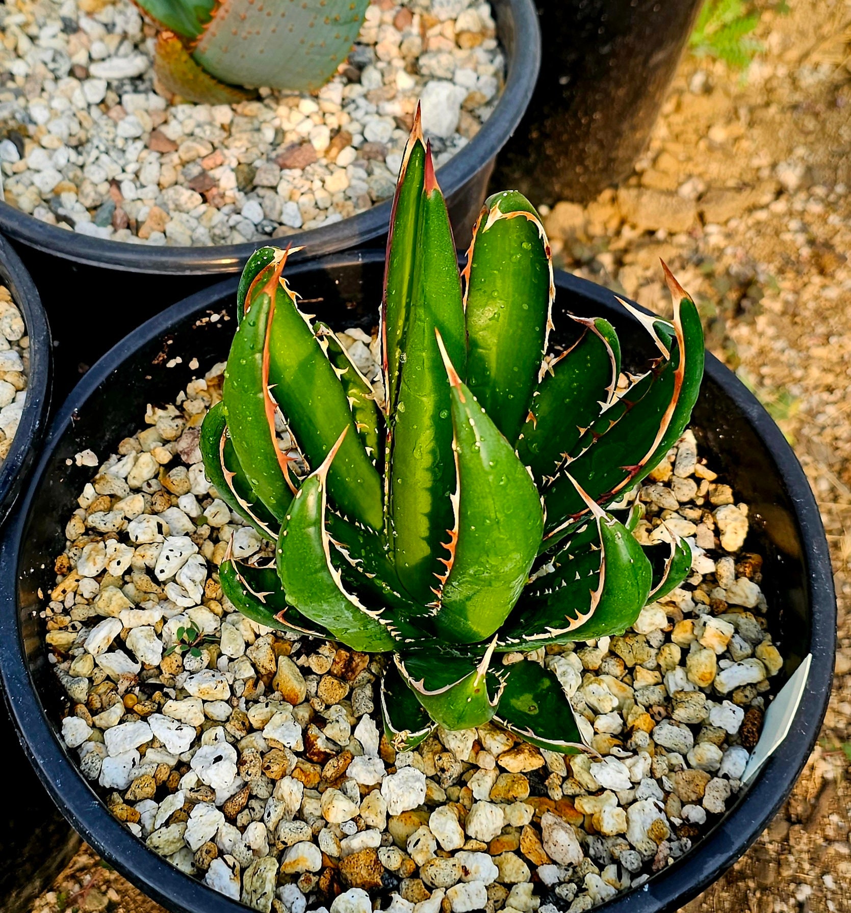 アガベ 超ホリダ 陽炎 ボールタイプ USクローン 発根植込 アガベ