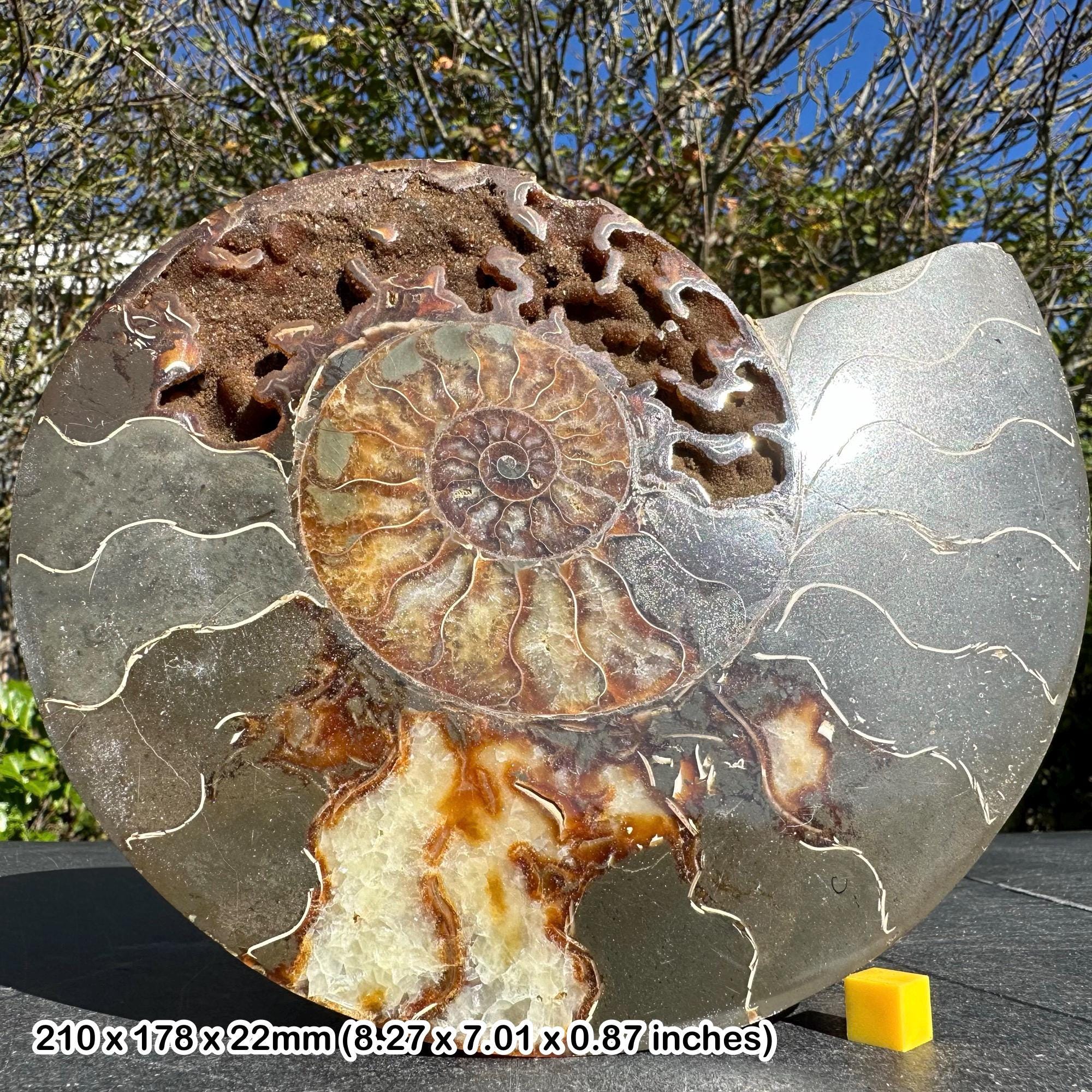 巨大な化石アンモナイト、半分にカットされ磨かれた本物のギフト