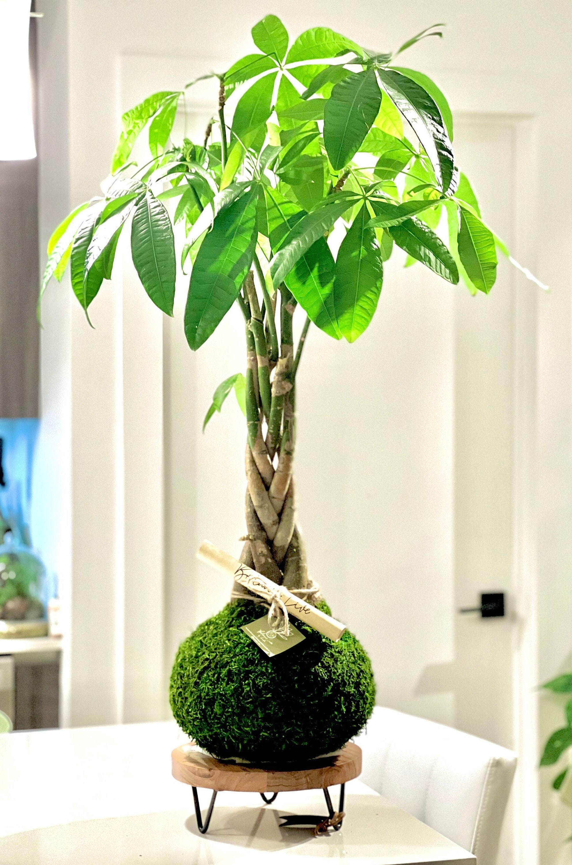 Money Tree Kokedama - Handcrafted Moss Ball, Lucky Pachira