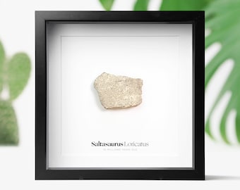 サルタサウルス恐竜の卵殻標本 - 天然化石の破片 - 恐竜ギフト - Etsy 日本