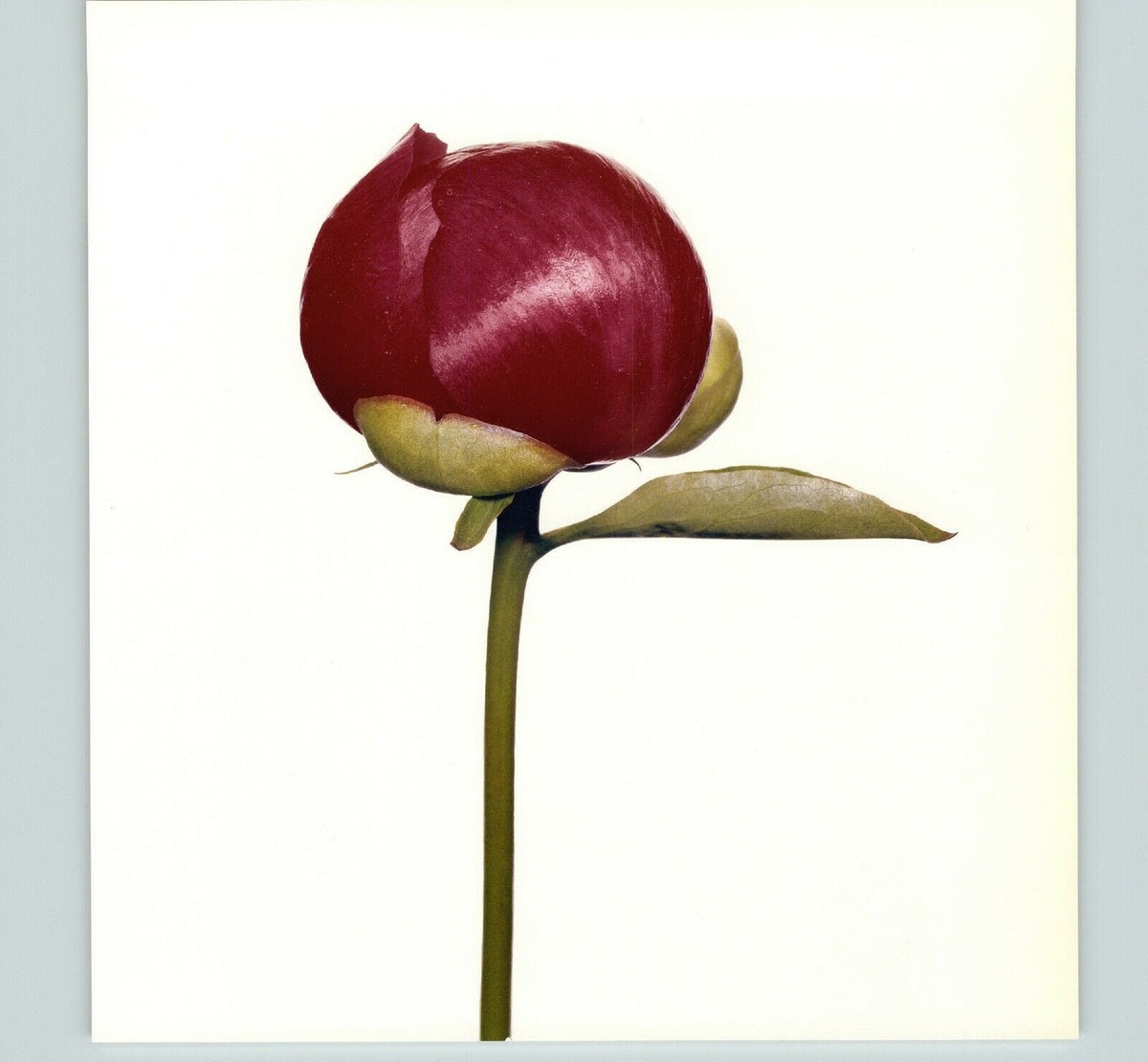 1980 Irving Penn ORIGINAL Hari-Ai-Nin Peony Bud Flower Art Photo