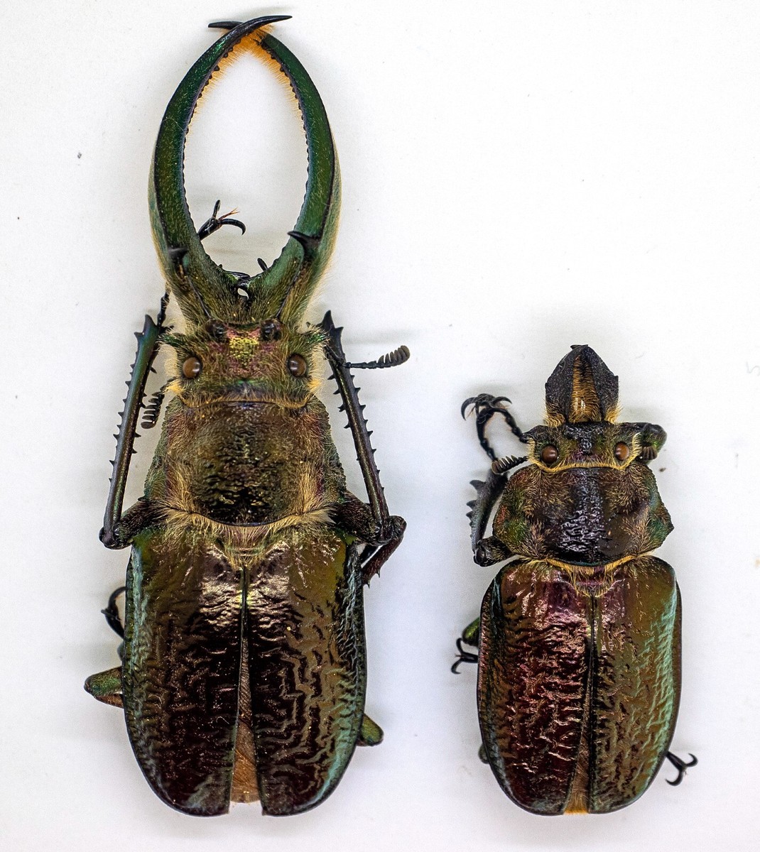 Lucanidae - Stag Beetle - Sphaenognathus feisthameli (4 eyes