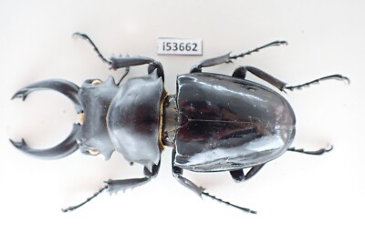 i53662. Insects, Lucanidae: Odontolabis Siva sp. Vietnam North
